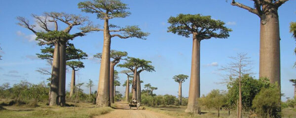 Voyage à Madagascar