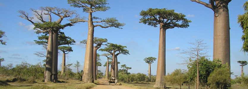 Voyage à Madagascar